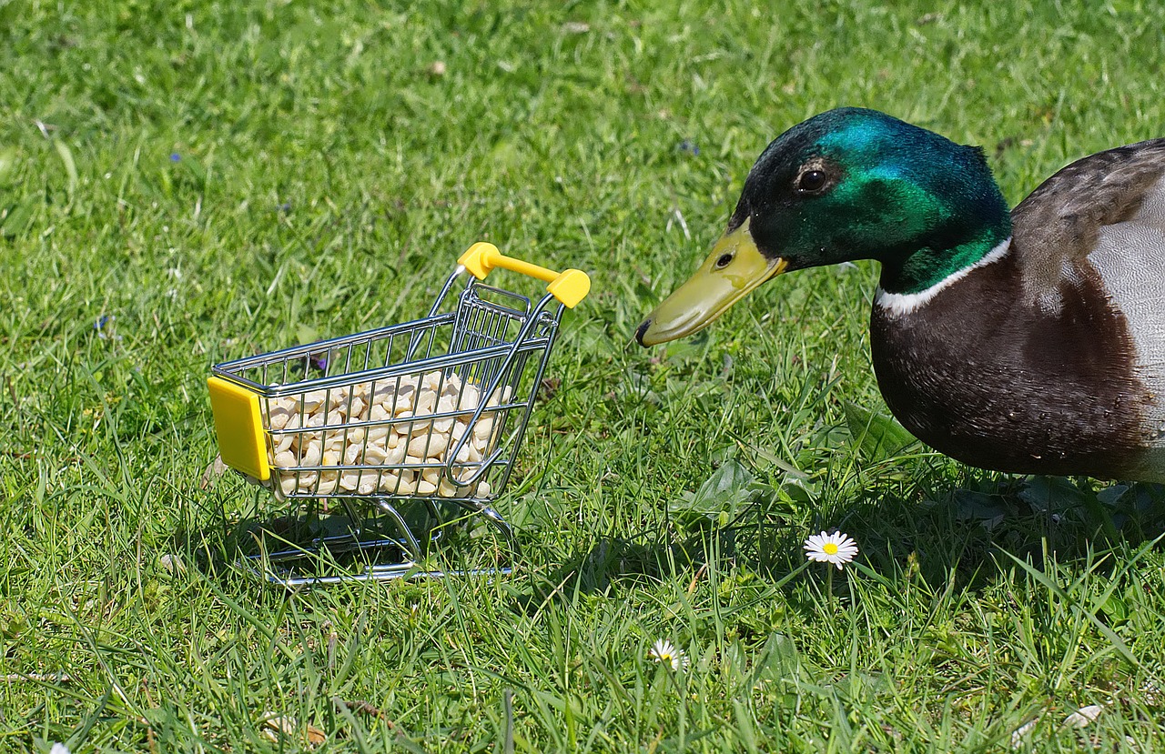 mallard  shopping cart  peanuts free photo