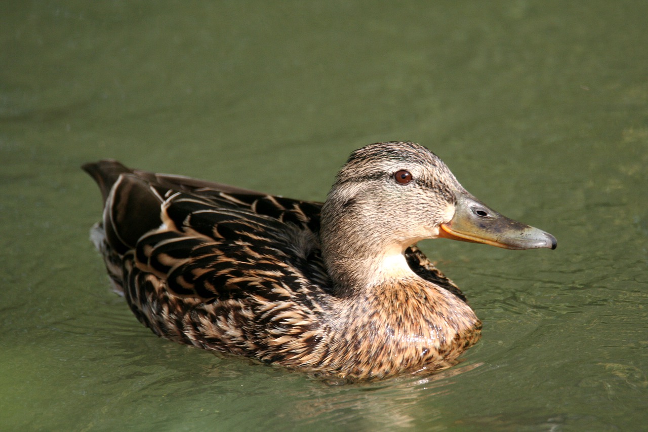 mallard  female  duck free photo
