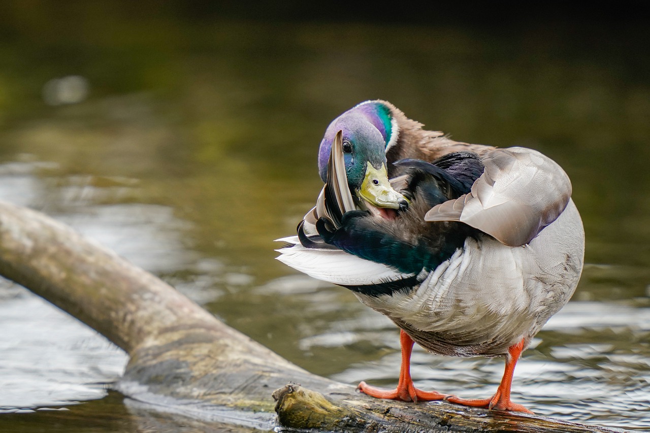 mallard  anas platyrhynchos  bird free photo