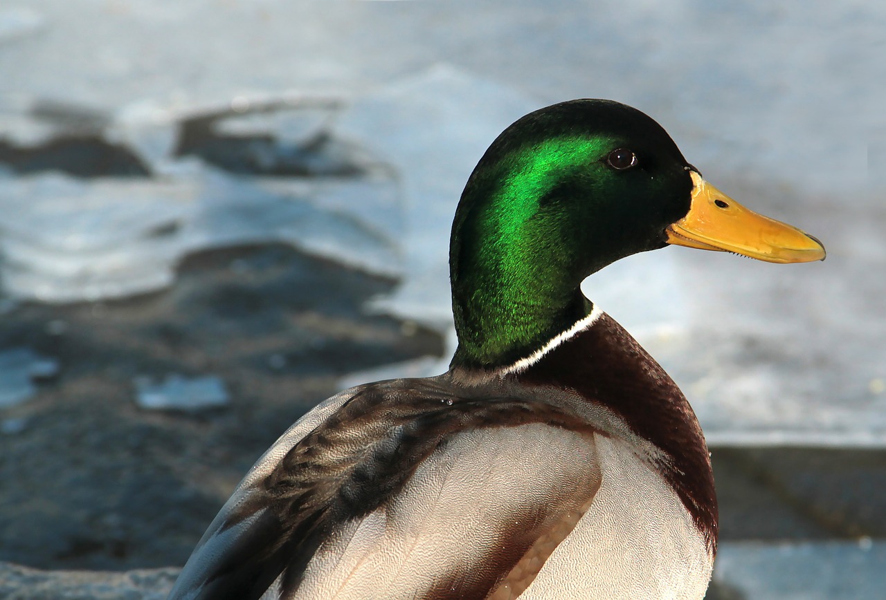 mallard and male free photo