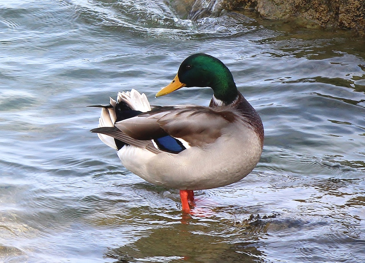 mallard duck drake free photo