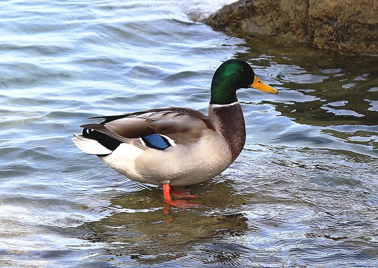 mallard duck drake free photo