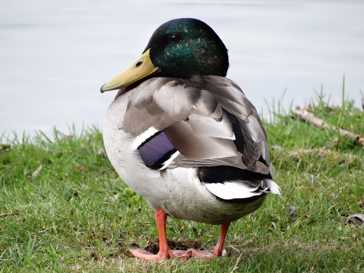 mallard drake duck free photo