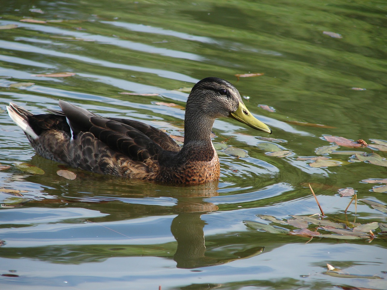 mallard lake bird free photo