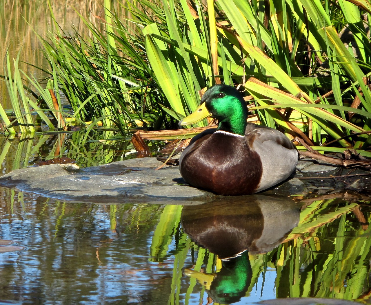 mallard duck reflection free photo