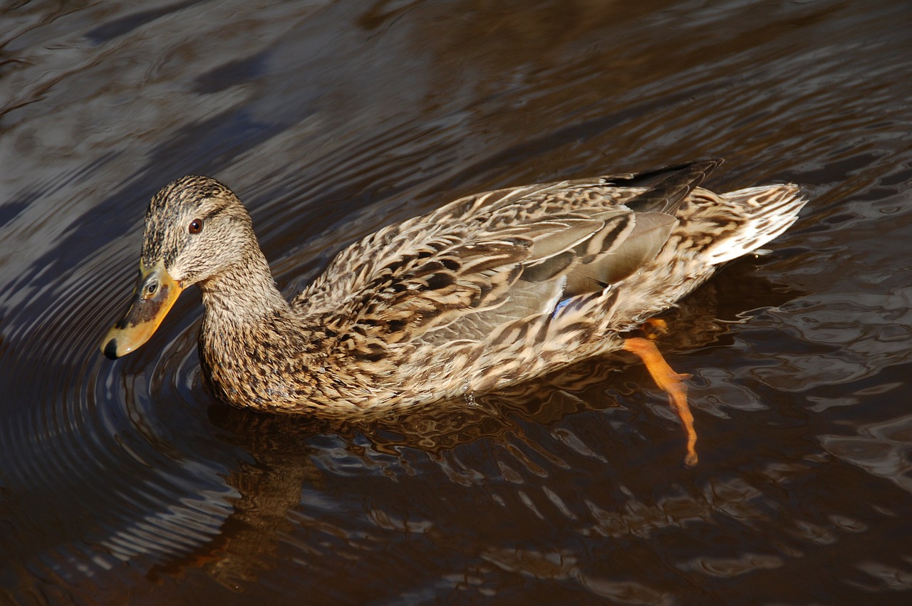 mallard duck female free photo