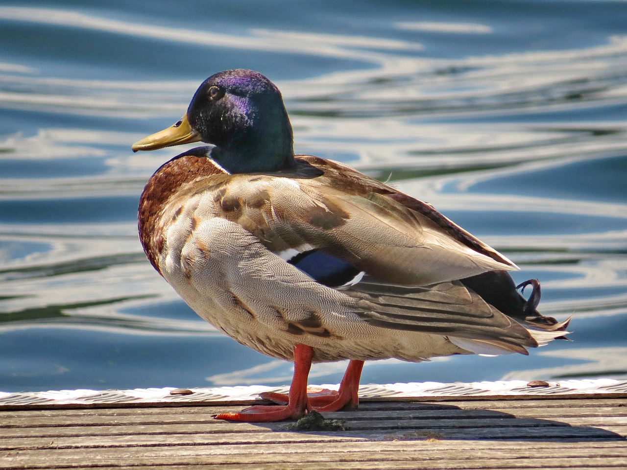 mallard lake bird free photo