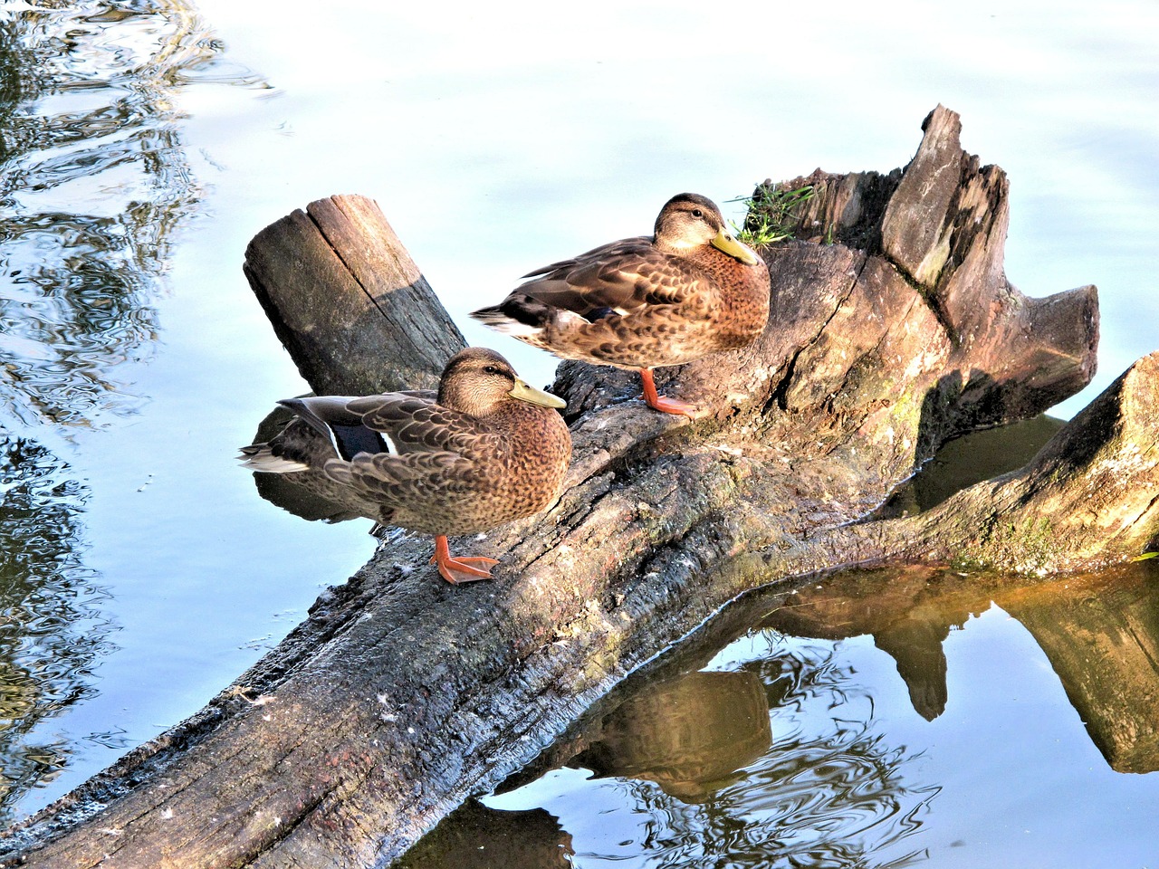 mallard ducks tree trunk free photo