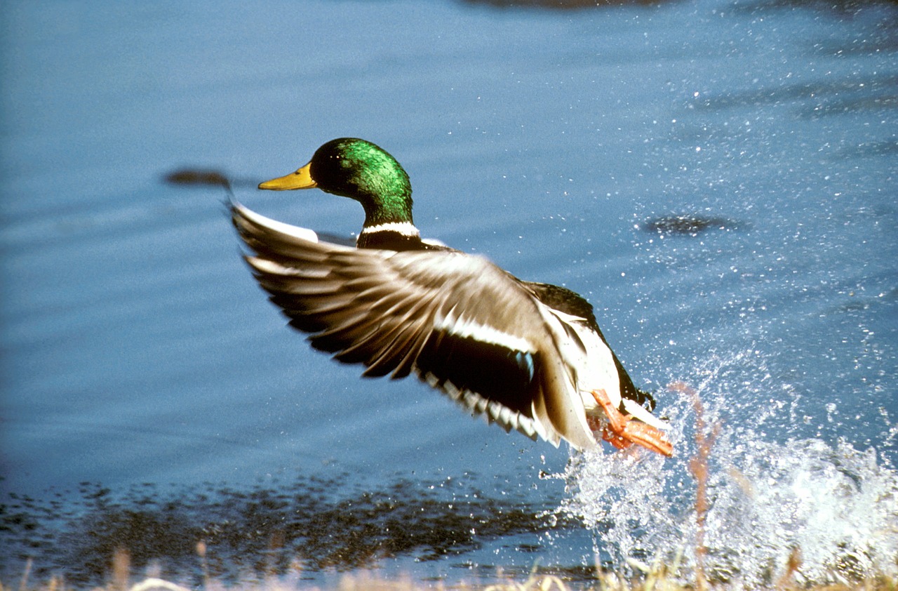 mallard duck flying free photo