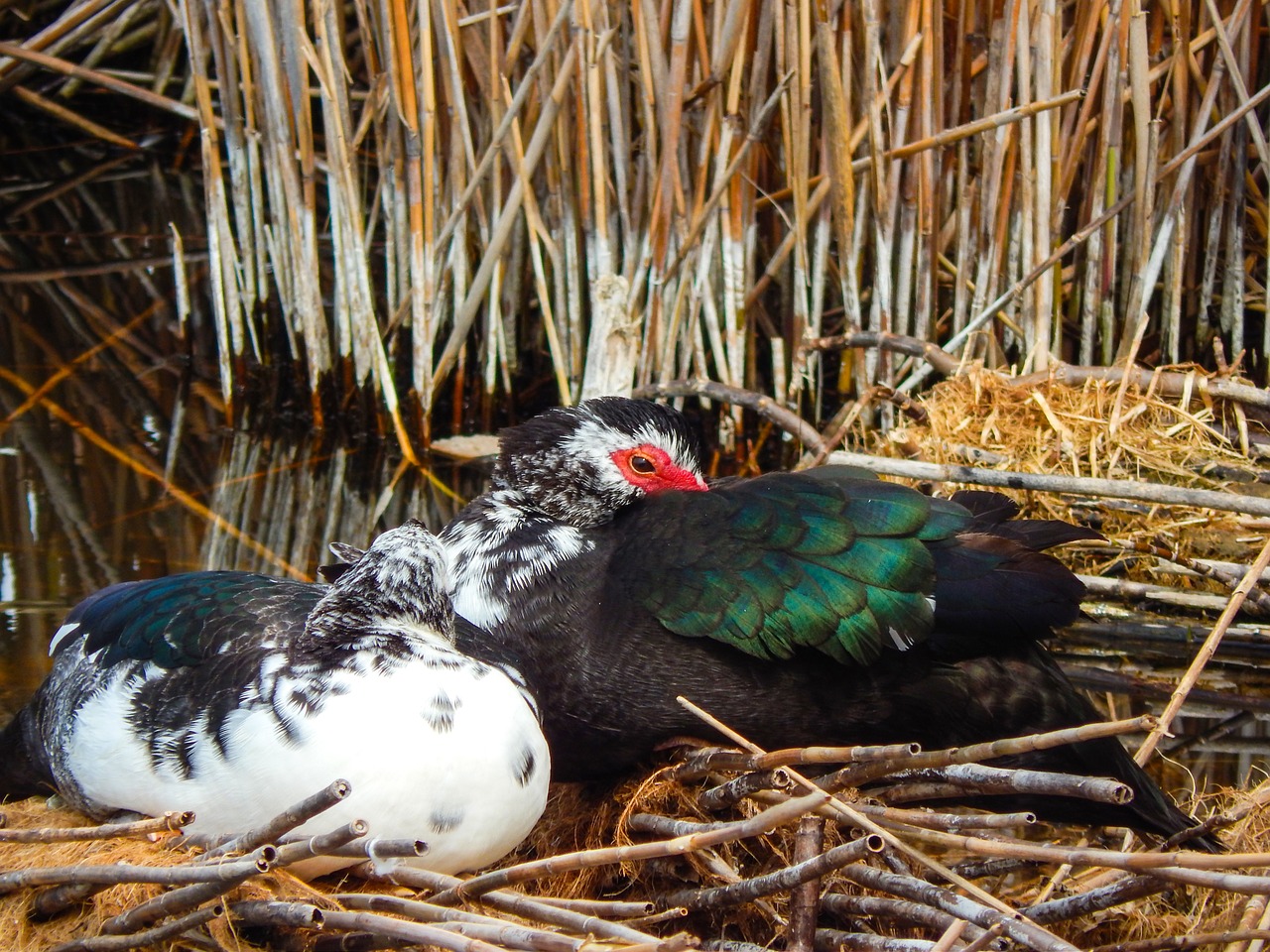 mallard lake bird free photo