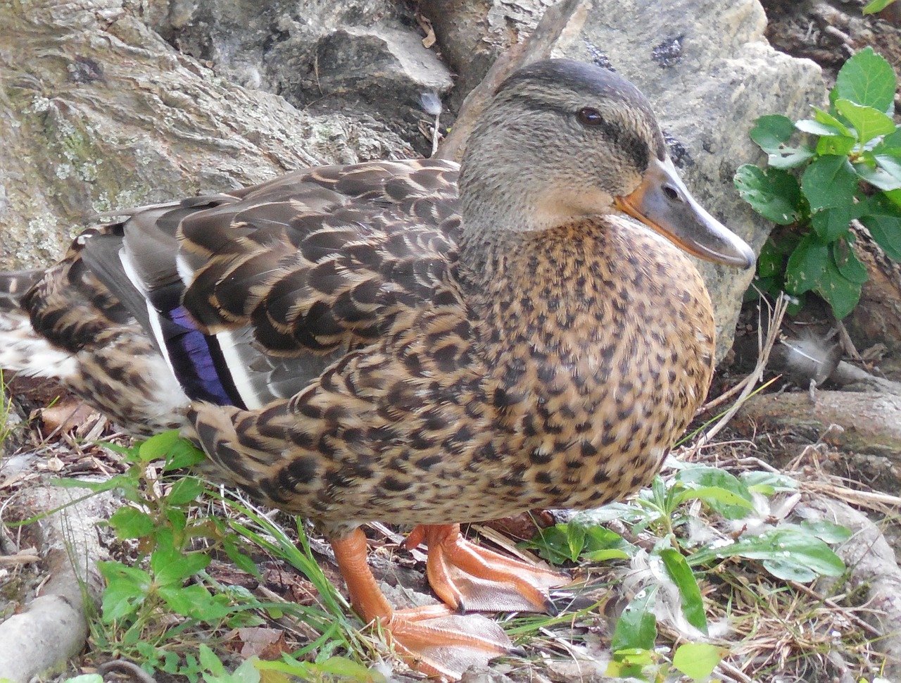 mallard duck bird free photo