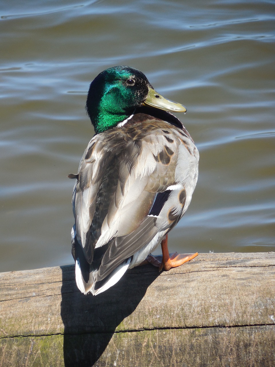 mallard duck drake free photo