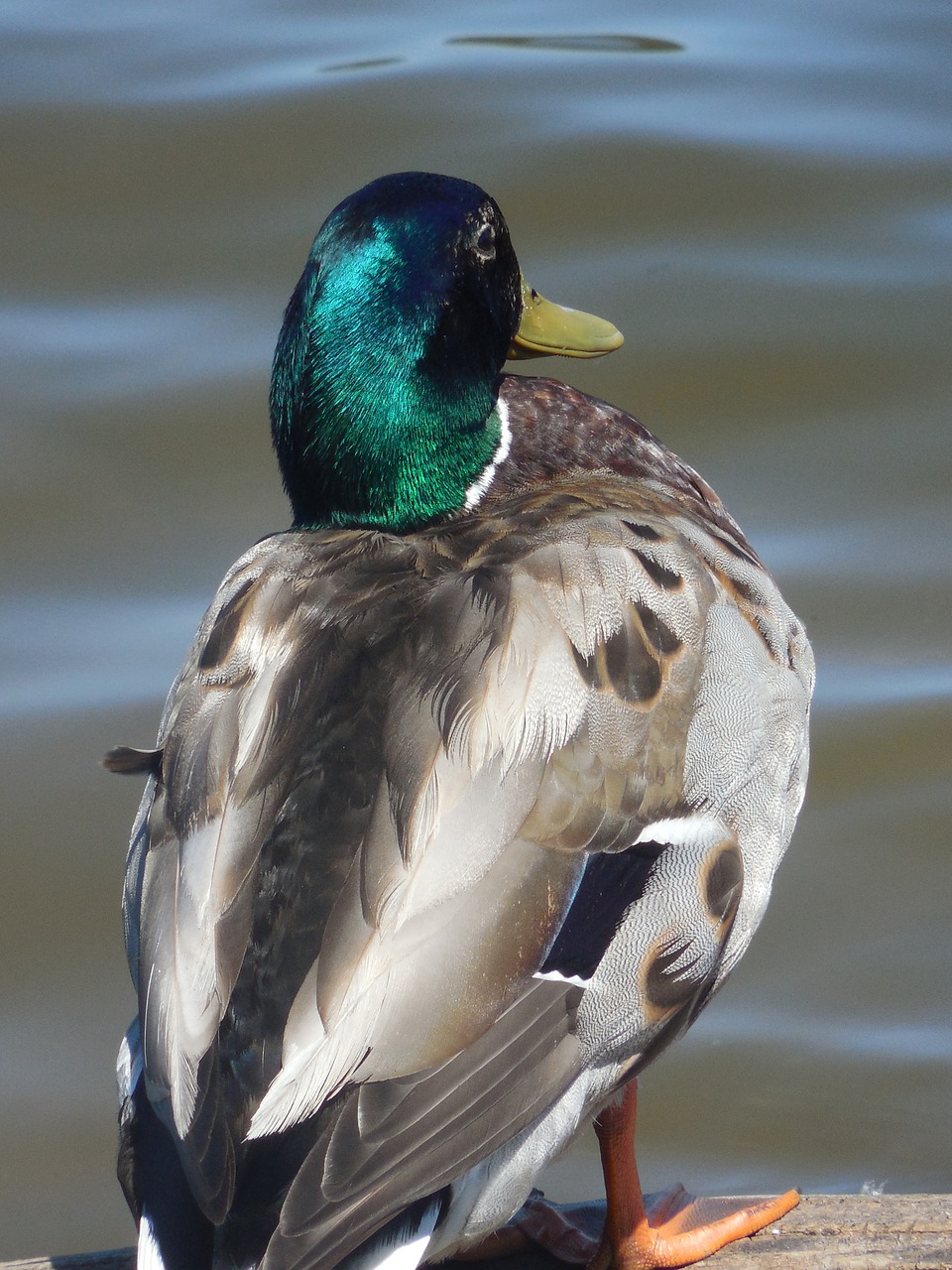 mallard duck drake free photo