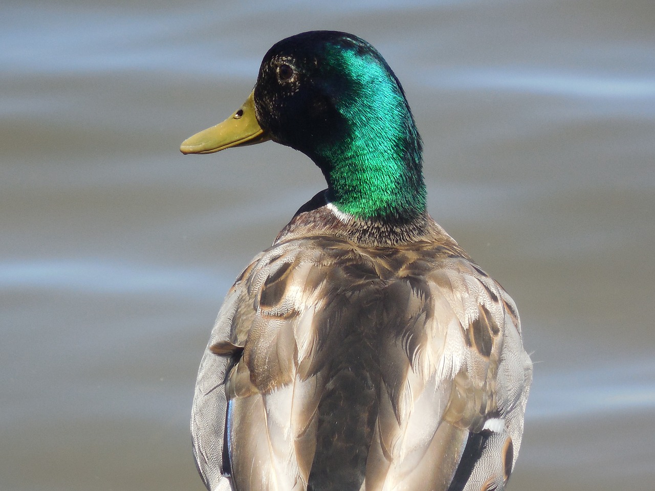 mallard duck drake free photo