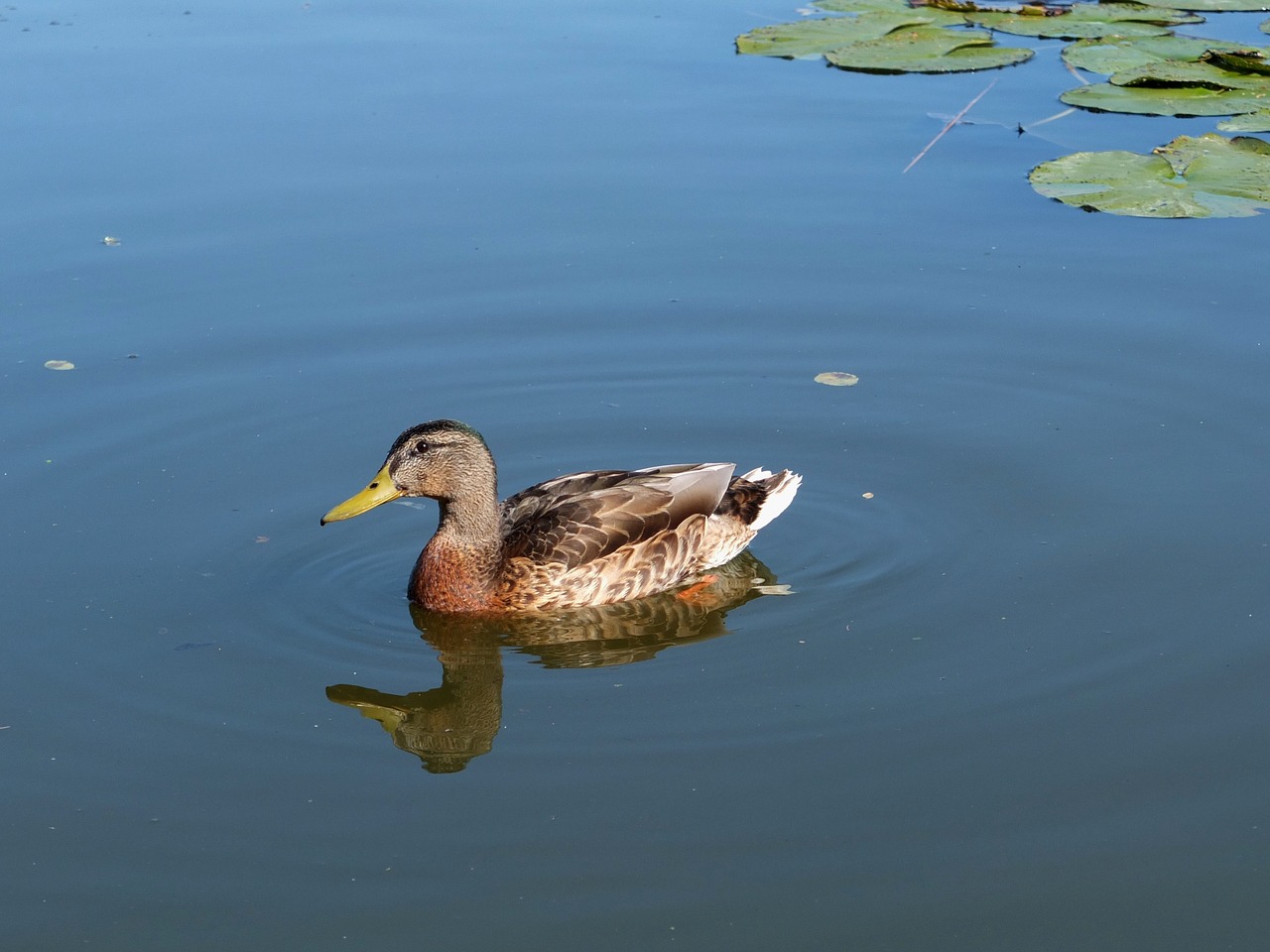 mallard mirroring water free photo