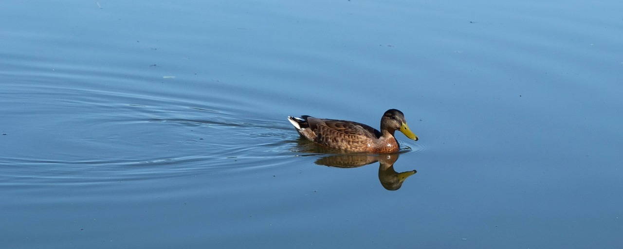 mallard mirroring duck free photo