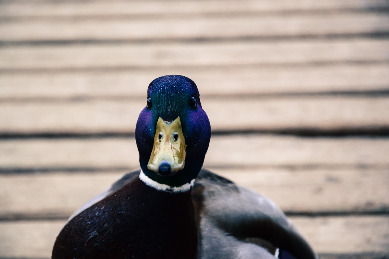 mallard duck male free photo