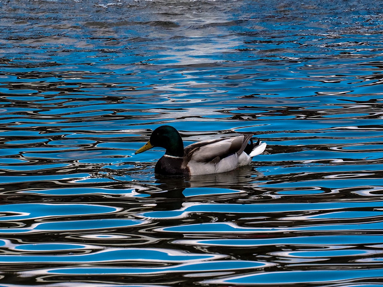 mallard lake duck free photo