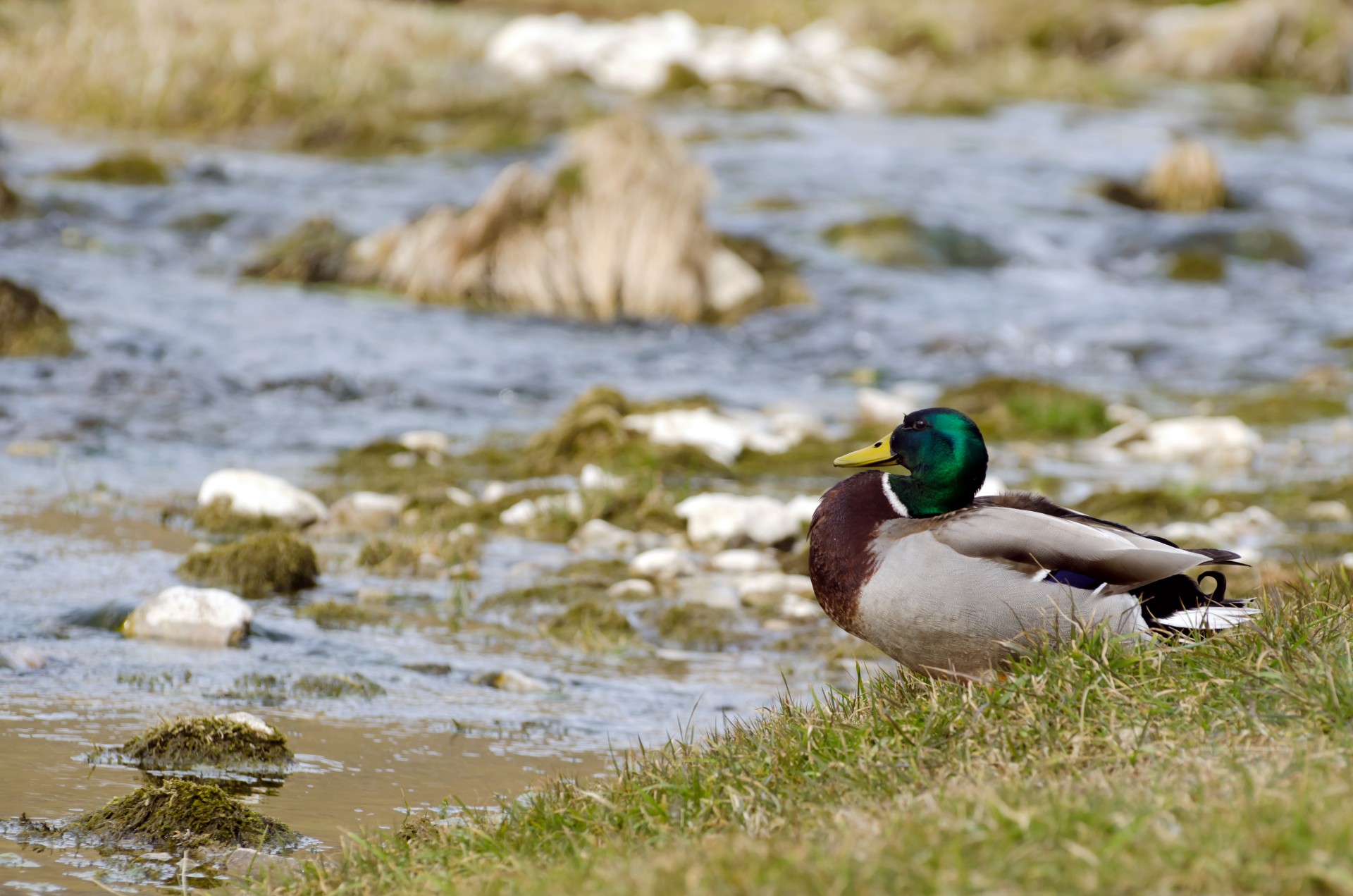 mallard duck view free photo