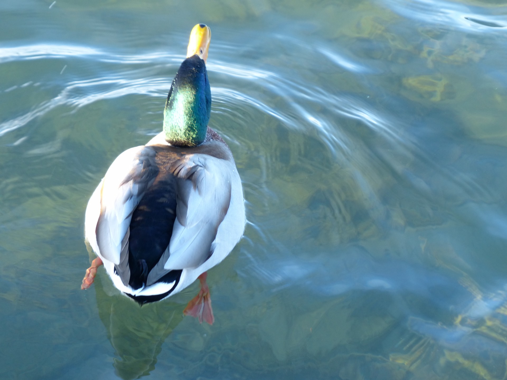 lake water mallard free photo