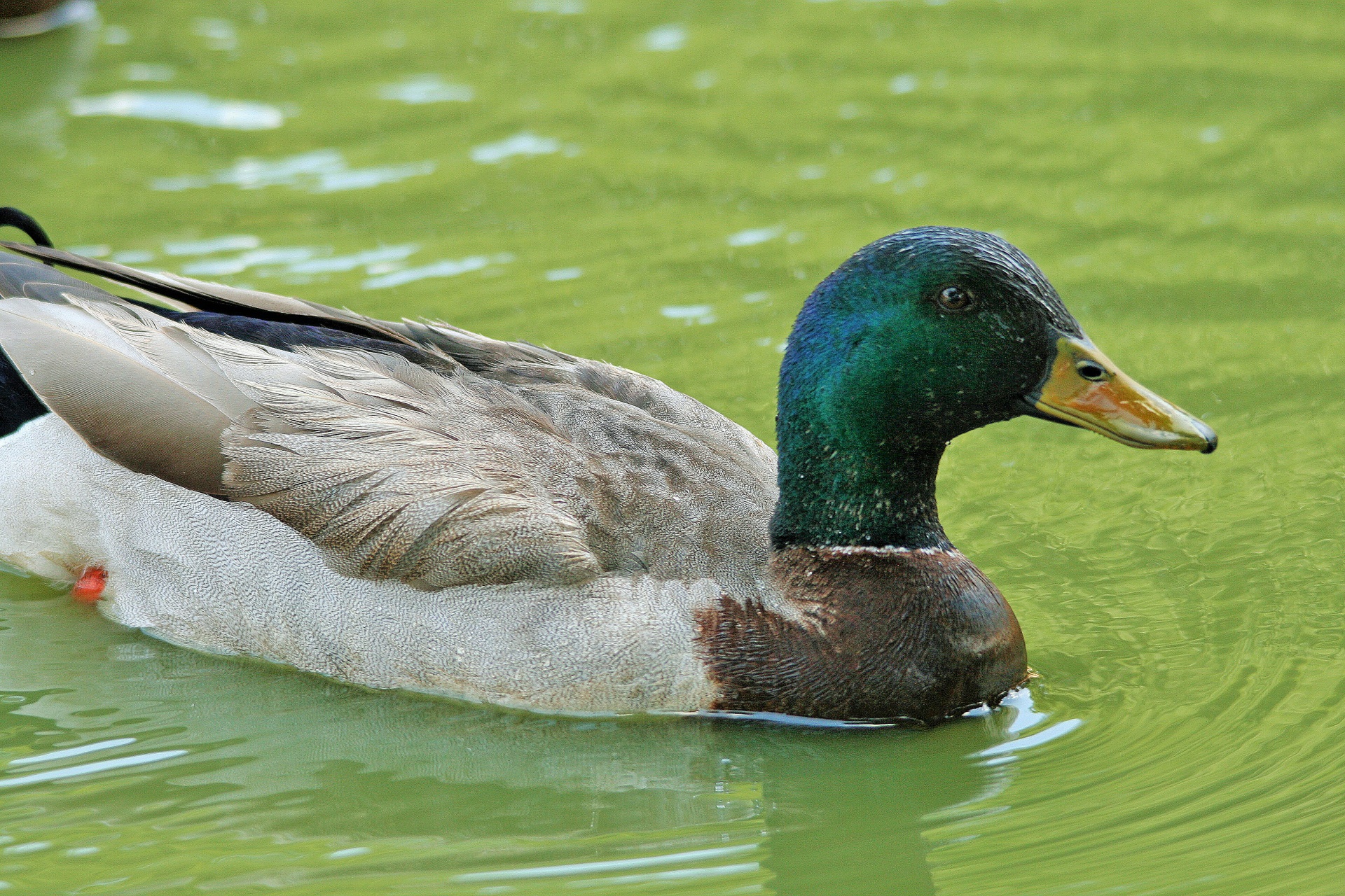 water pond duck free photo