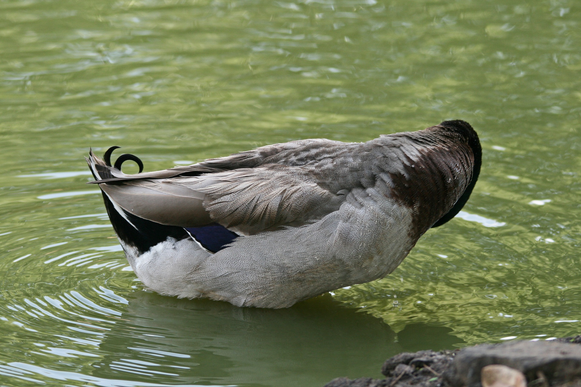pond water duck free photo
