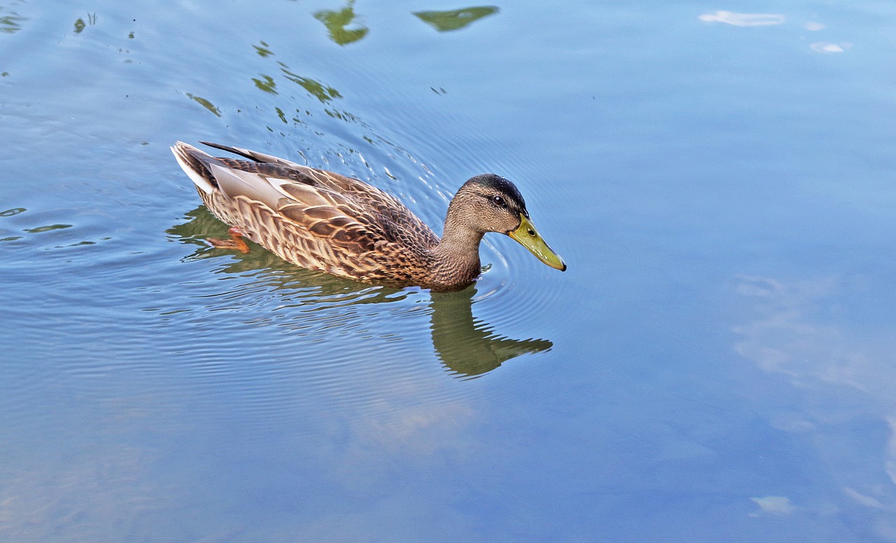 mallard duck water bird free photo