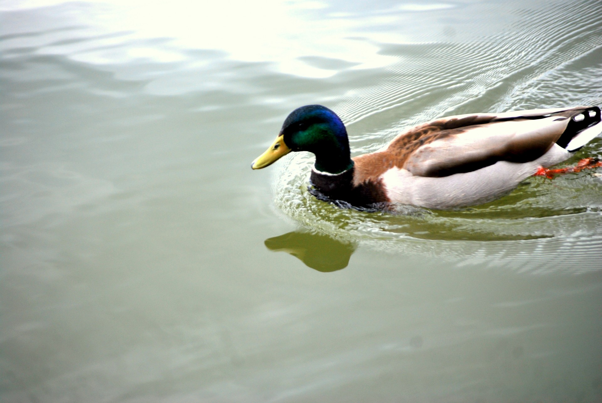 animals swim bird free photo