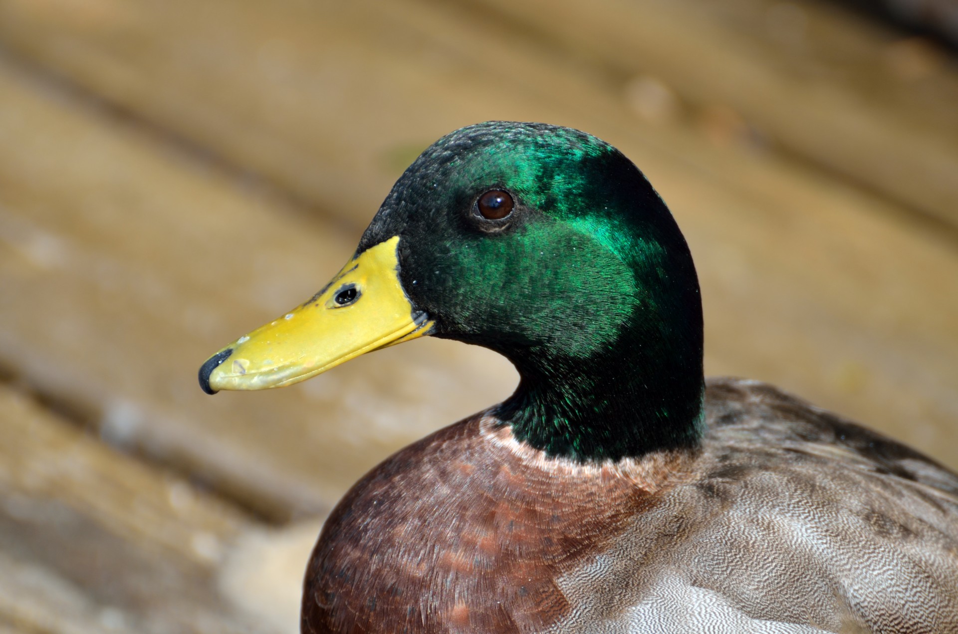 ducks mallard green free photo