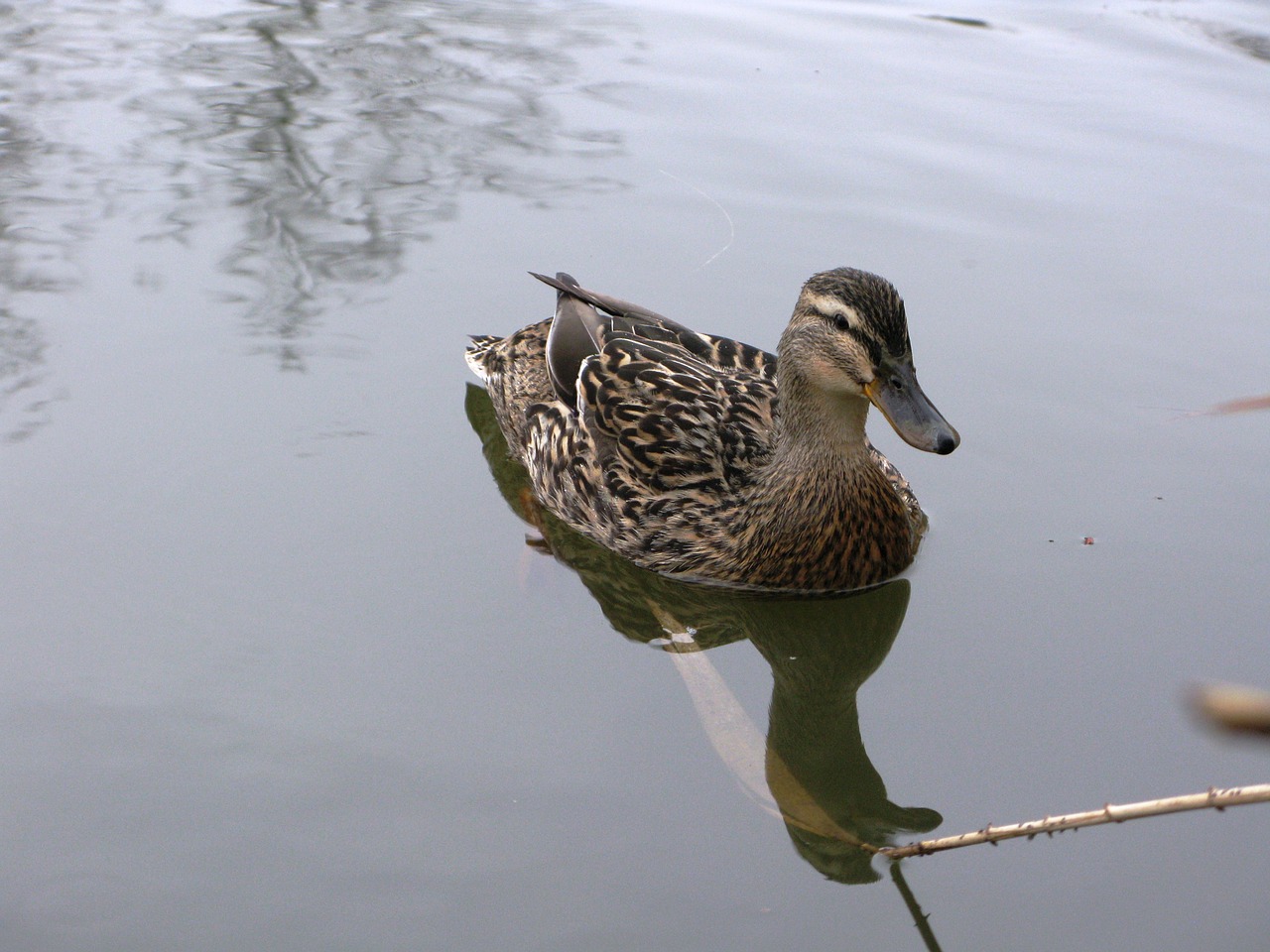 mallard duck duck pond free photo