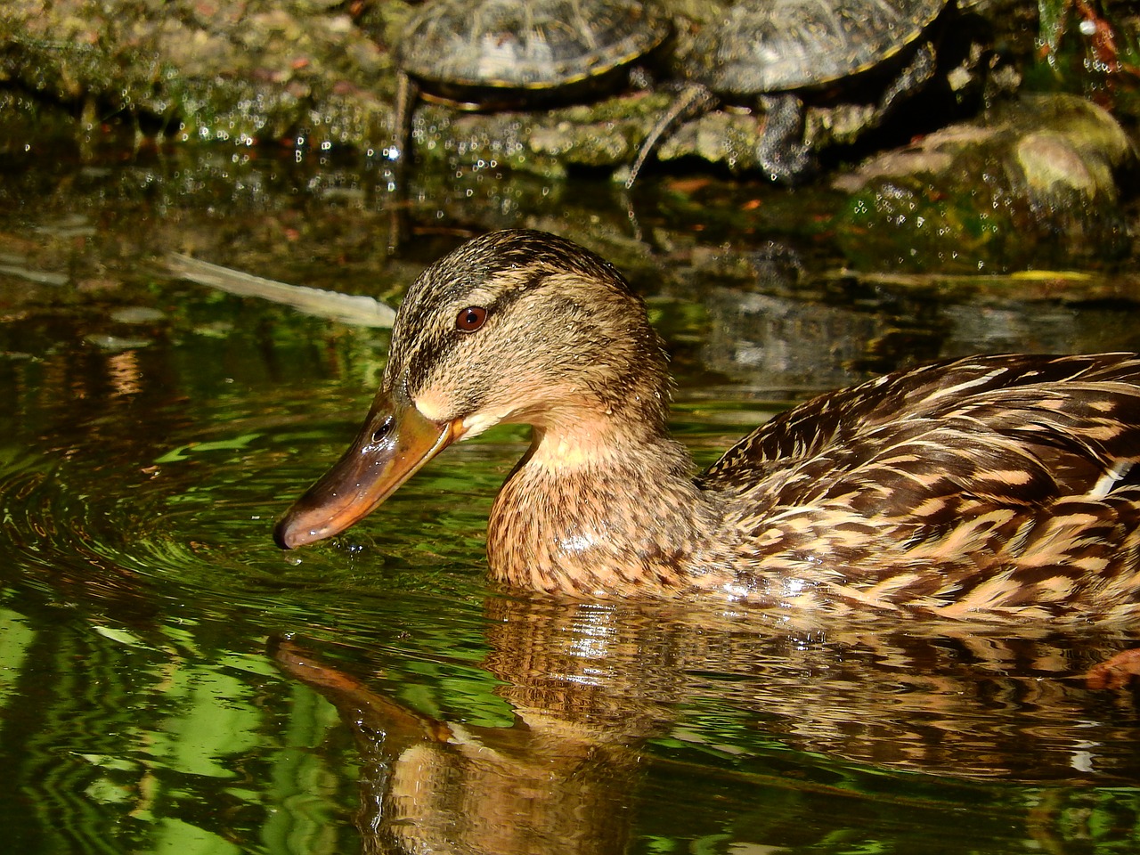 mallard duck anas platyrhynchos female free photo