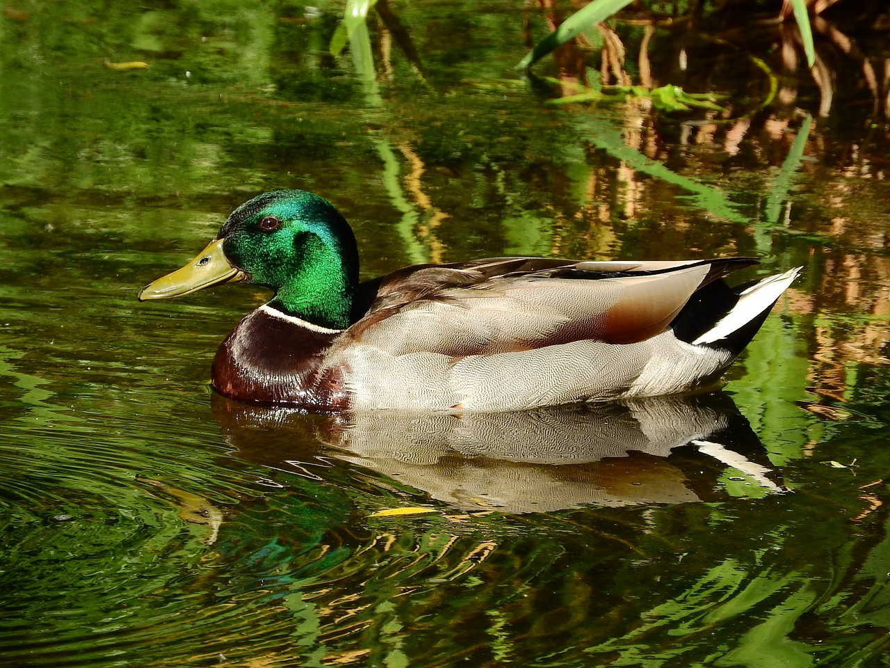 mallard duck anas platyrhynchos male free photo