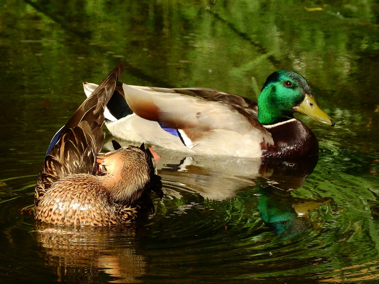 mallard duck anas platyrhynchos female and male free photo