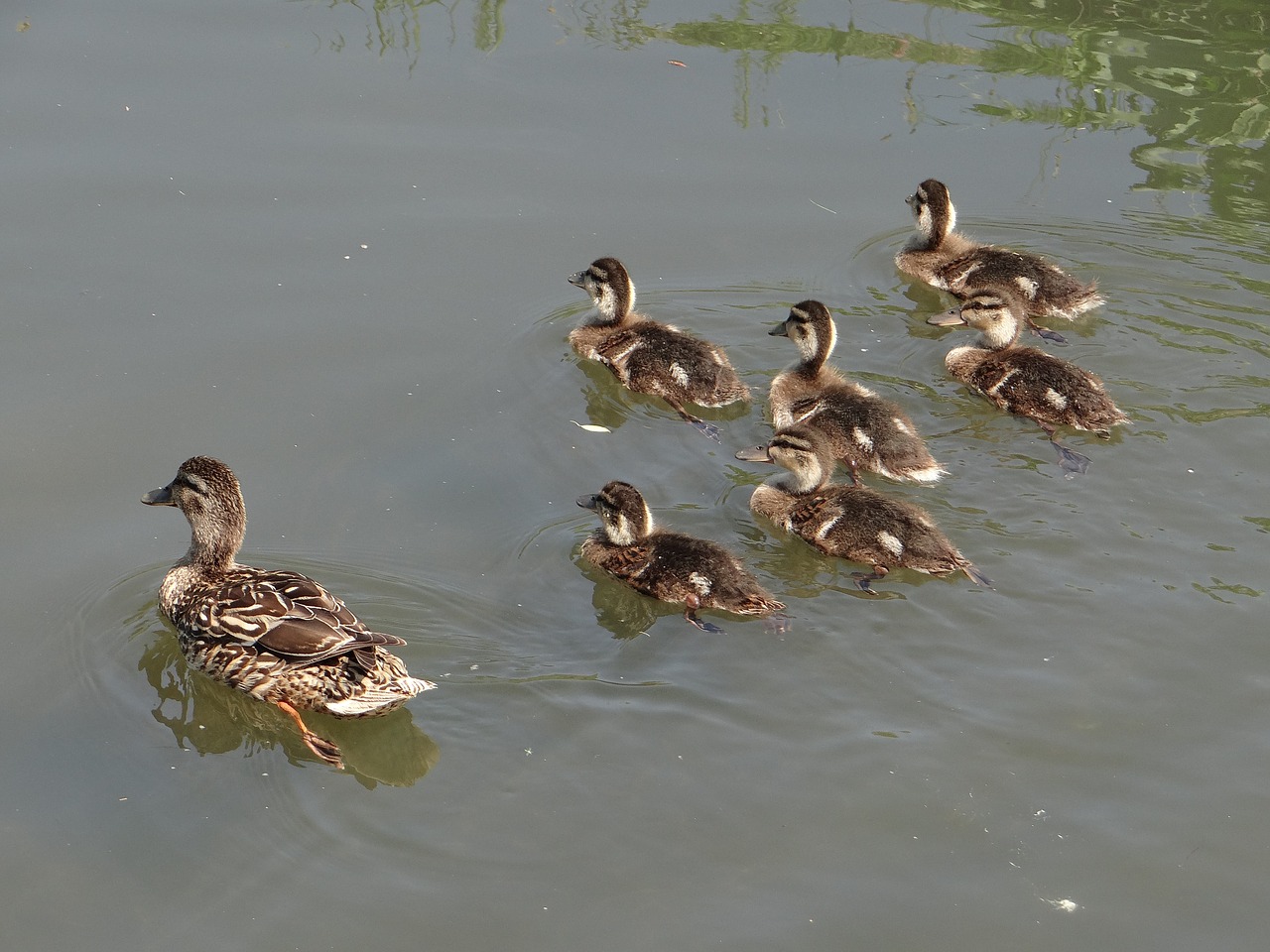 mallard duck young hybrid free photo