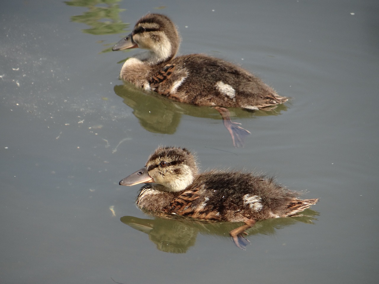 mallard duck young hybrid free photo