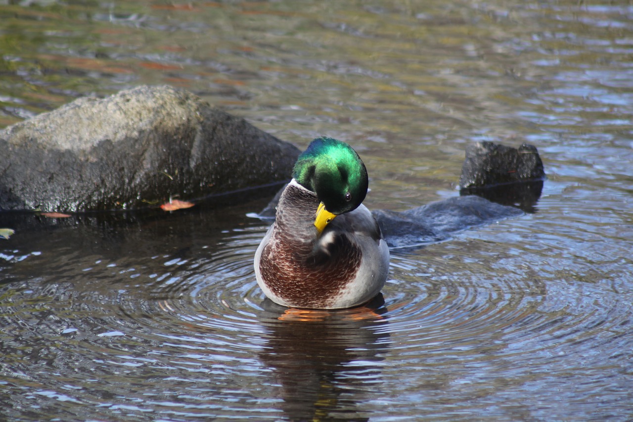 mallard duck preening water free photo