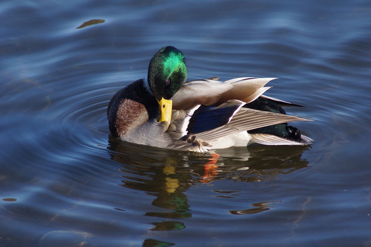 Download free photo of Mallard duck,preening,feathers,pond,free ...