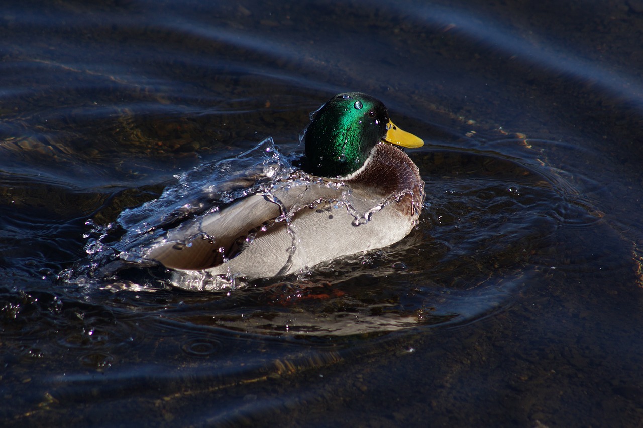 mallard duck water cascade free photo