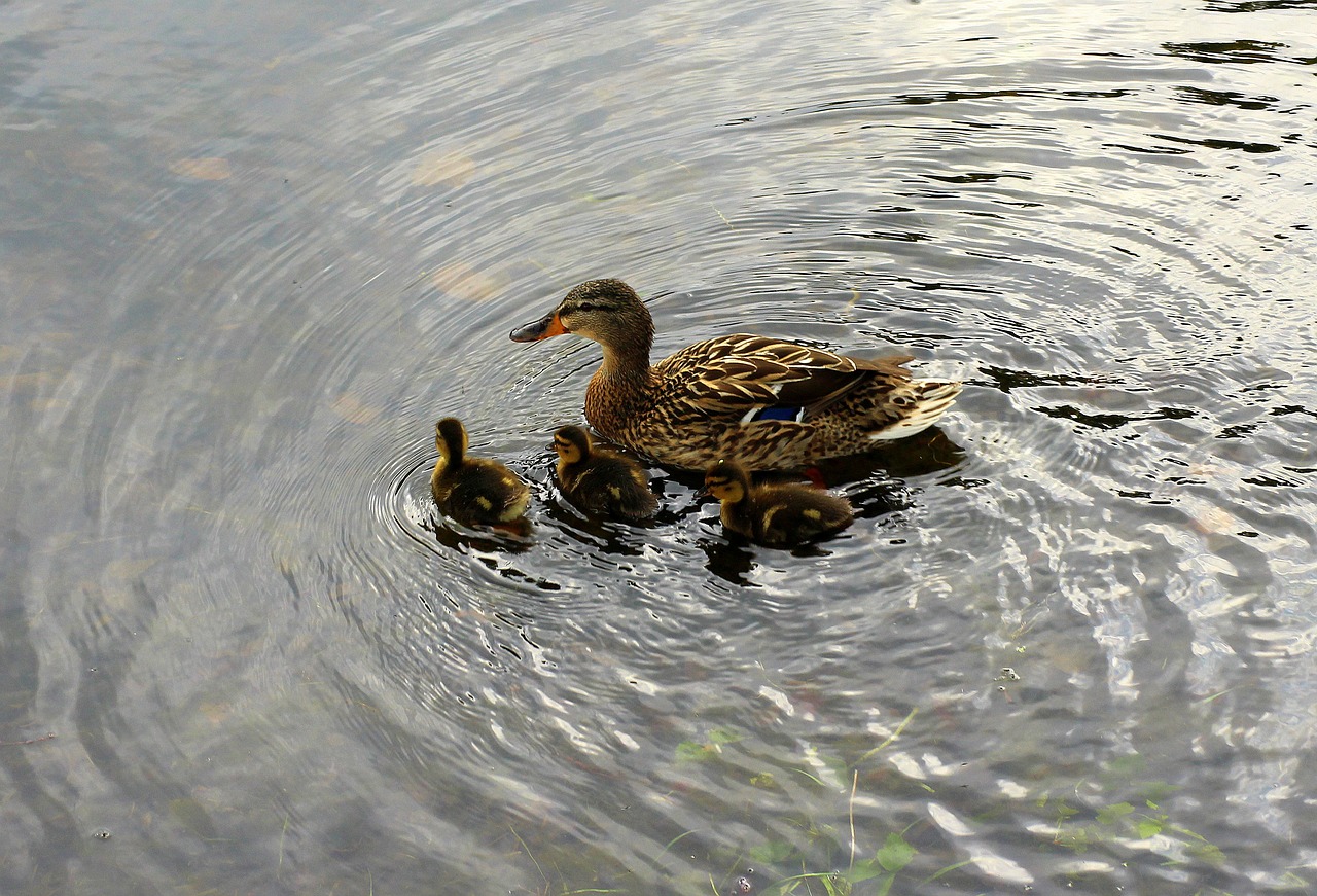 mallard duck  wild birds  duck free photo