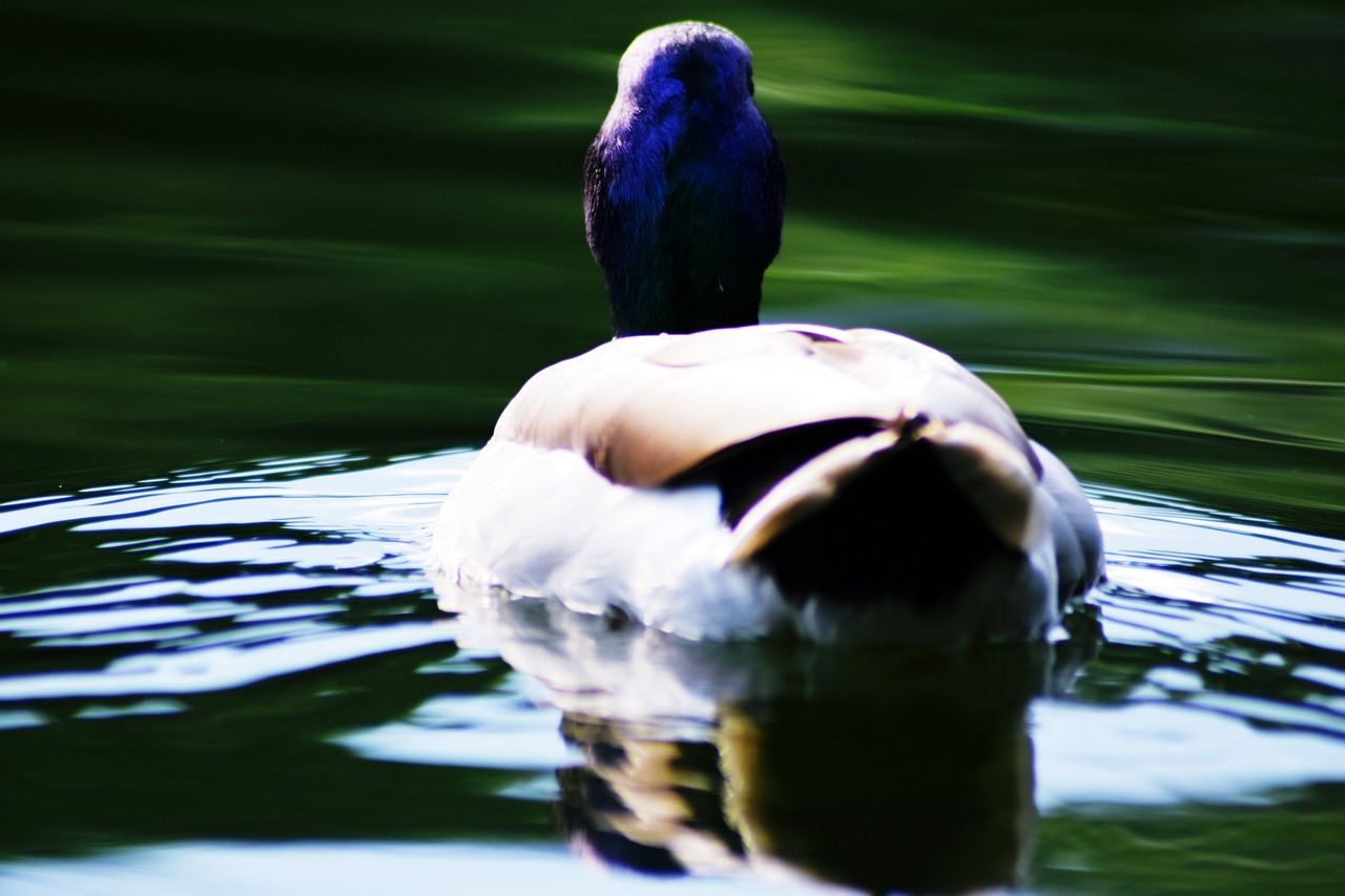 mallard duck  aquatic  lake free photo