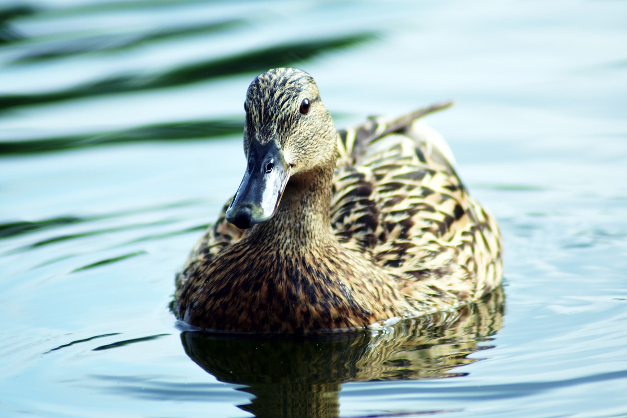 mallard duck  aquatic  lake free photo