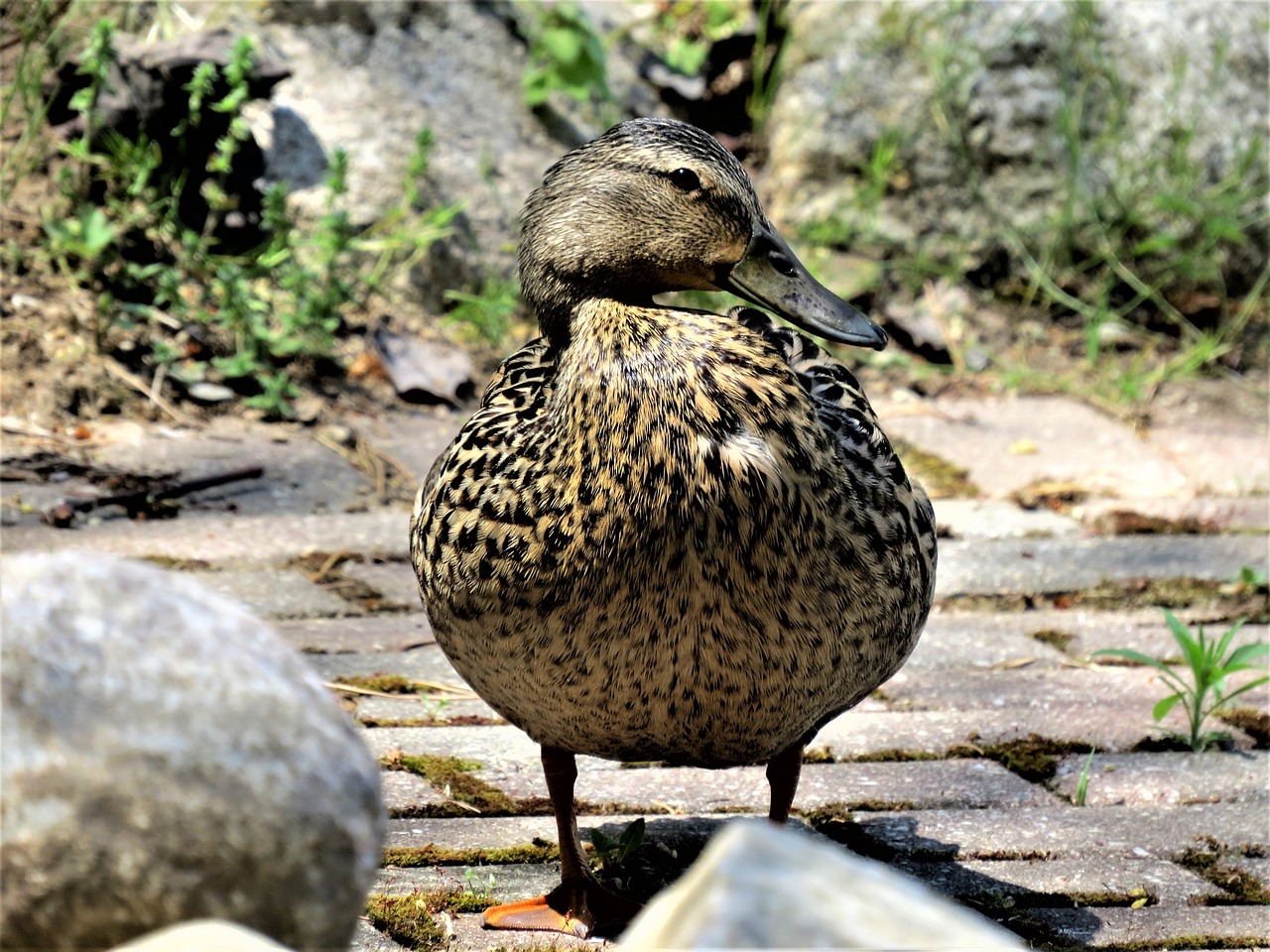 mallard duck  female mallard duck  mallards duck closeup free photo