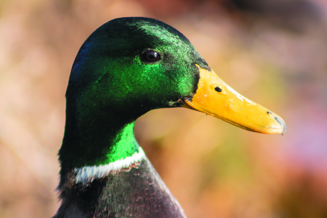 mallard duck  teal  wild ducks free photo