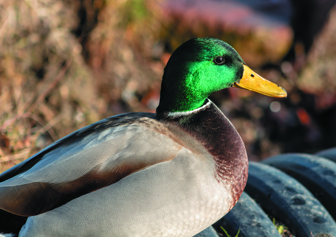 mallard duck  teal  drake free photo