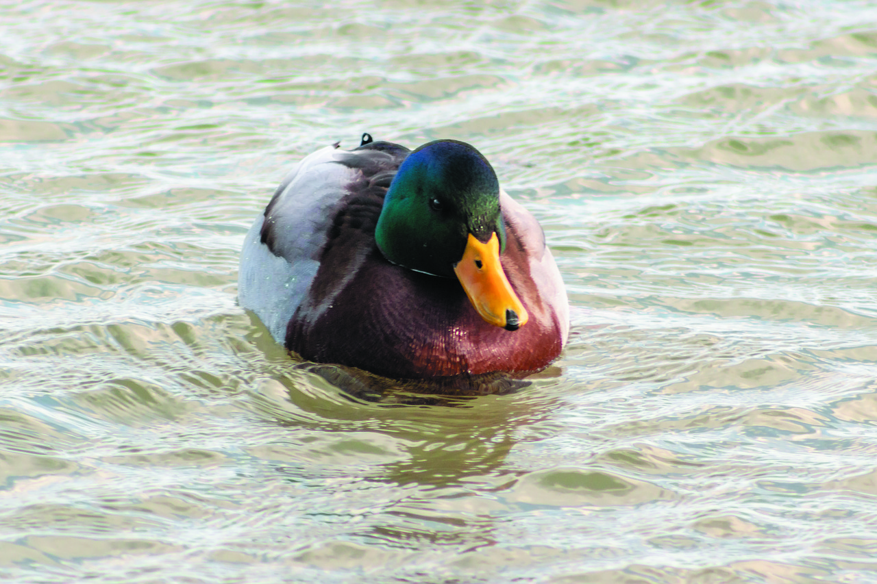 mallard duck  teal  duck free photo