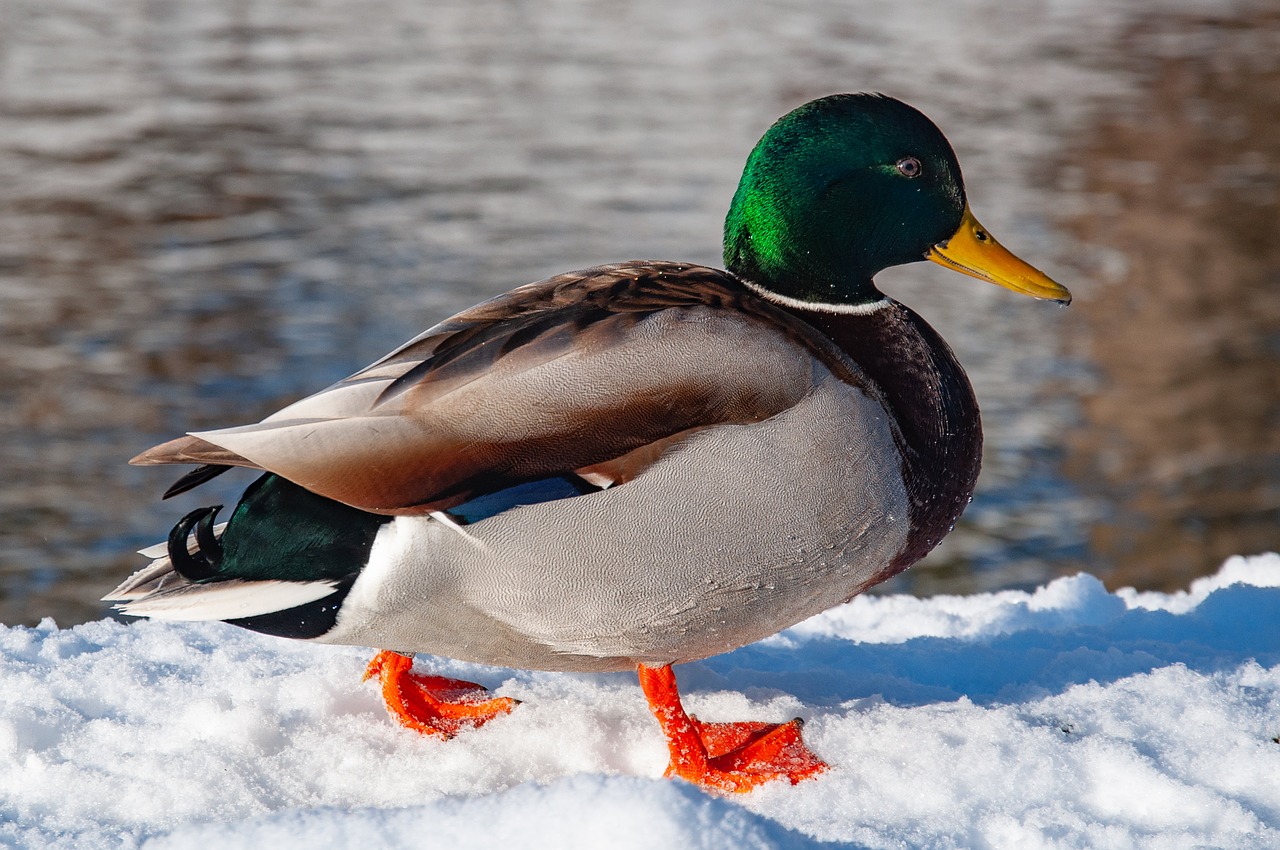 mallard duck  winter  bird free photo