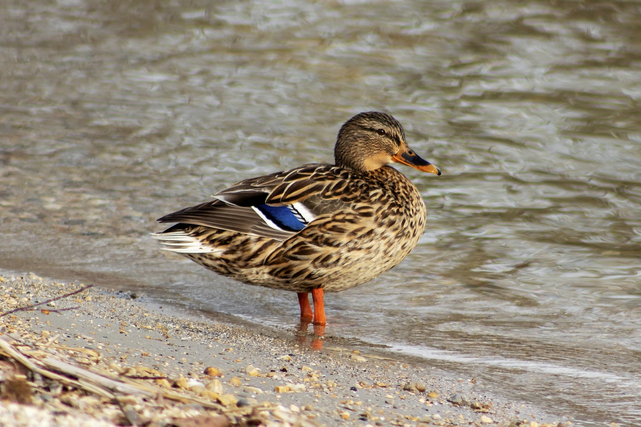 mallard duck  teal  duck free photo