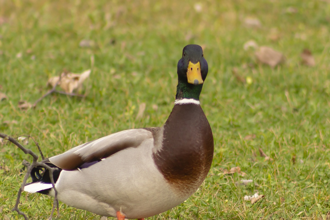 mallard duck  teal  duck free photo