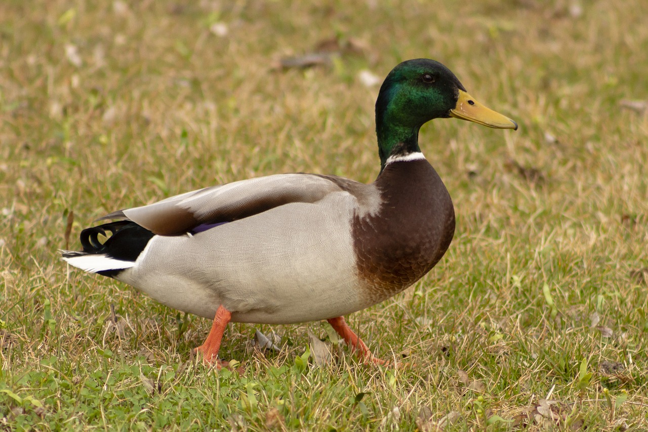 mallard duck  teal  duck free photo