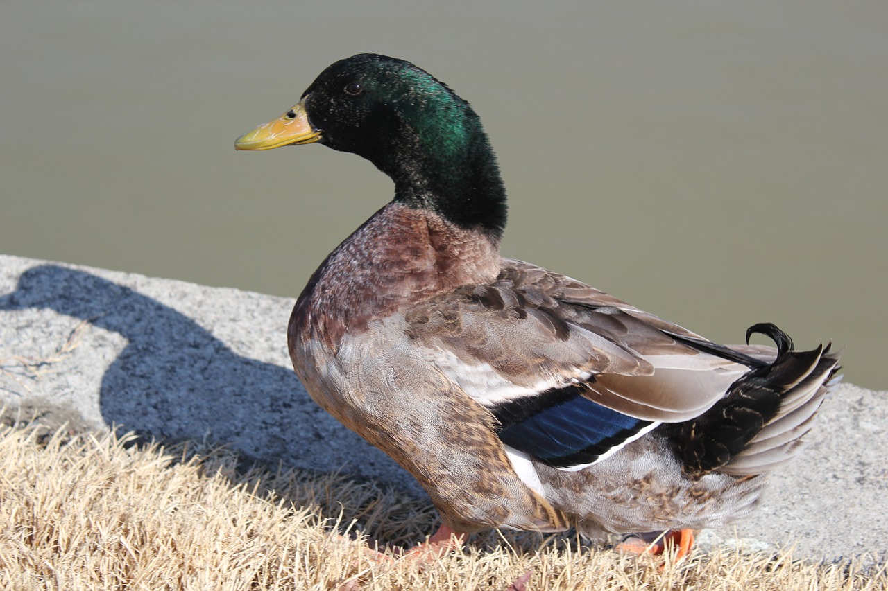 mallard duck duck new free photo